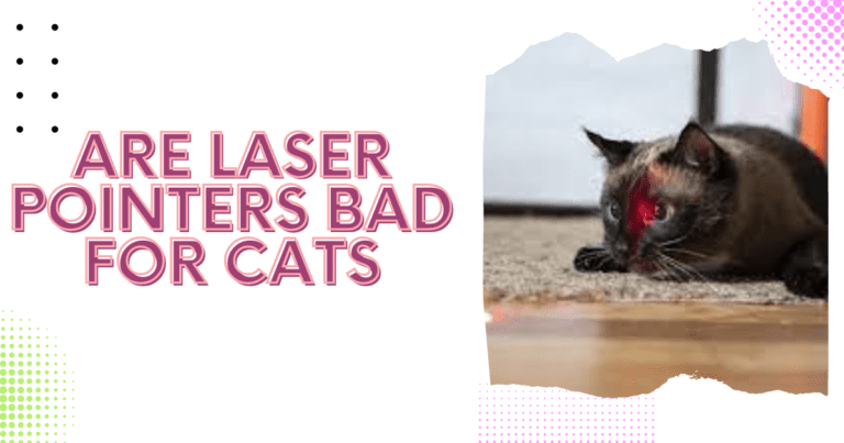 Avoid shining the laser pointer directly into your cat's eyes or anyone else's eyes, including your own. Provide opportunities for your cat to physically catch and "capture" toys or prey-like objects after playing with the laser pointer. This allows them to fulfill their natural hunting instincts and avoid frustration. Incorporate other interactive toys and playtime activities to provide a well-rounded play experience for your cat. This can include toys that they can physically interact with and "capture" to satisfy their hunting needs.