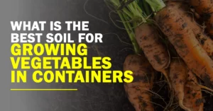 What Is The Best Soil For Growing Vegetables In Containers?