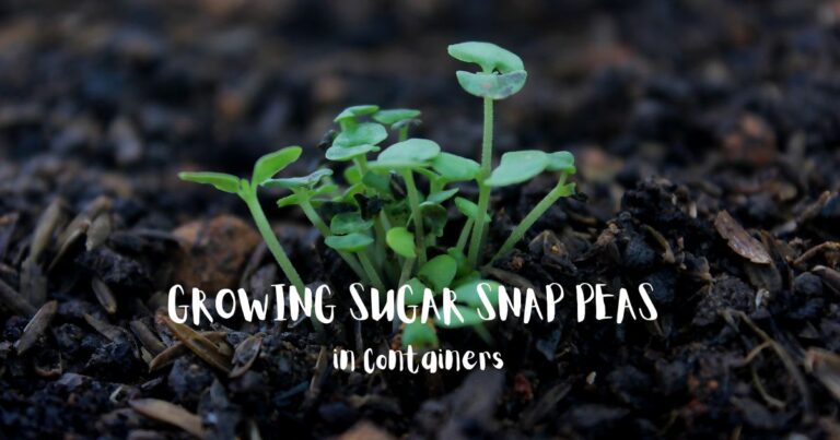 Growing Sugar Snap Peas in Containers