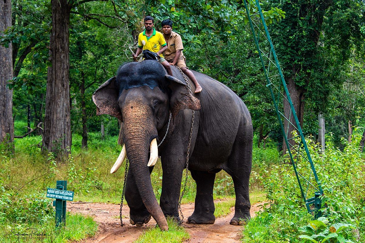 Arjuna Elephant HD Image
